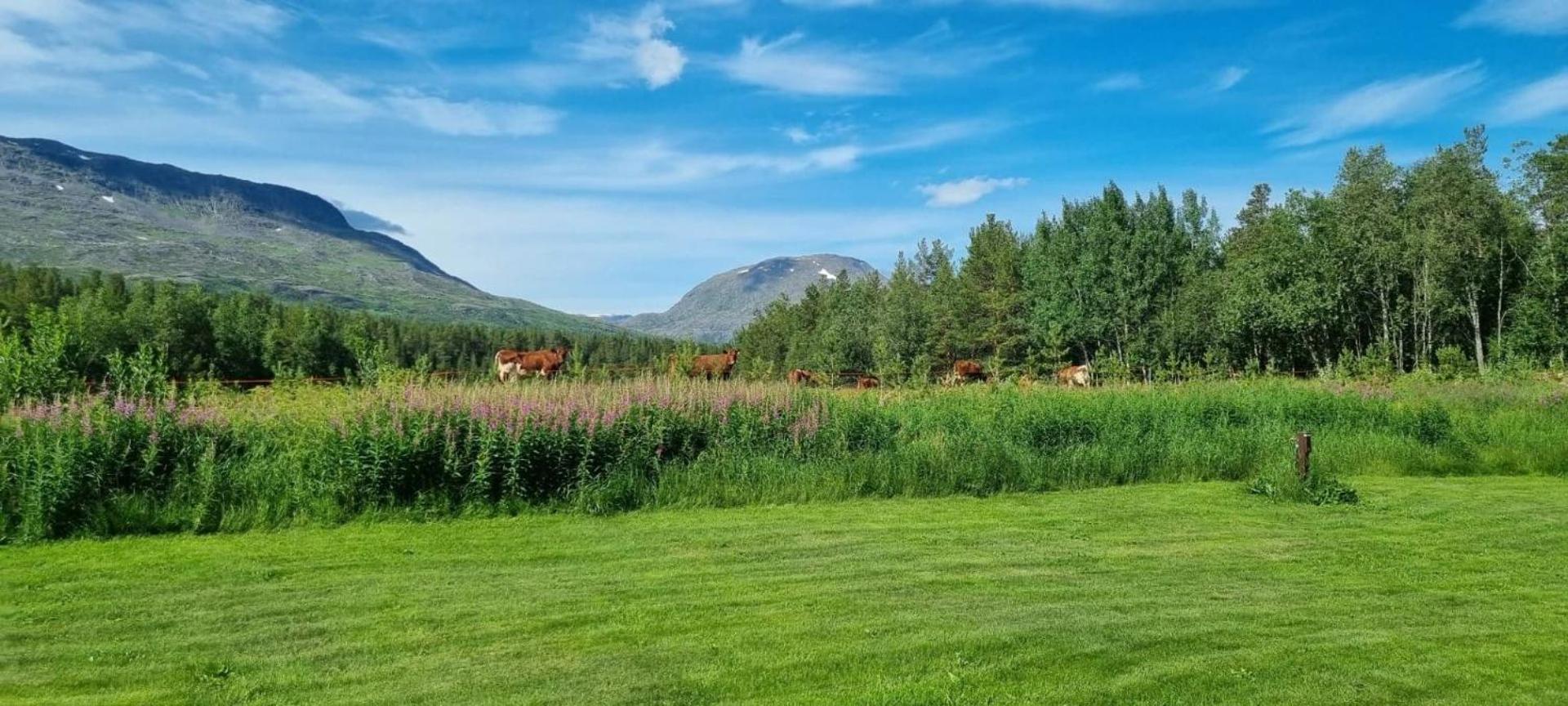 Torfoss Gard, Hytte Utleie, Campingvogn Og Bobil Plasser Potka Ngoại thất bức ảnh